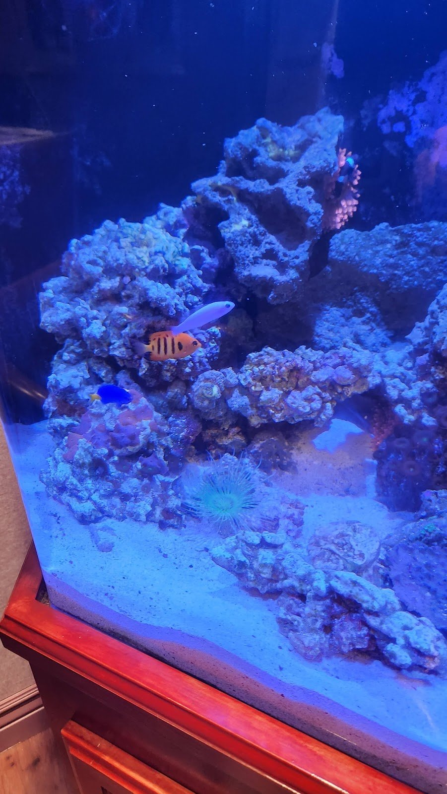 San Mateo Center for Cosmetic Dentistry - Dr. Michael Wong photo 2