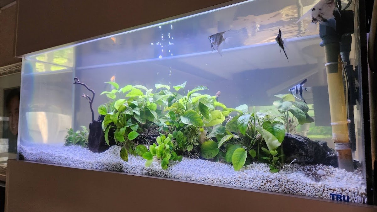 San Mateo Center for Cosmetic Dentistry - Dr. Michael Wong photo 4