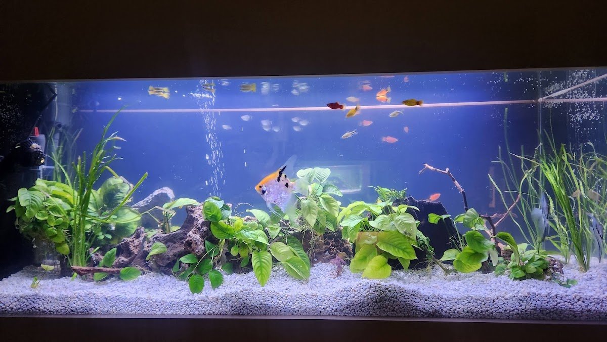 San Mateo Center for Cosmetic Dentistry - Dr. Michael Wong photo 5