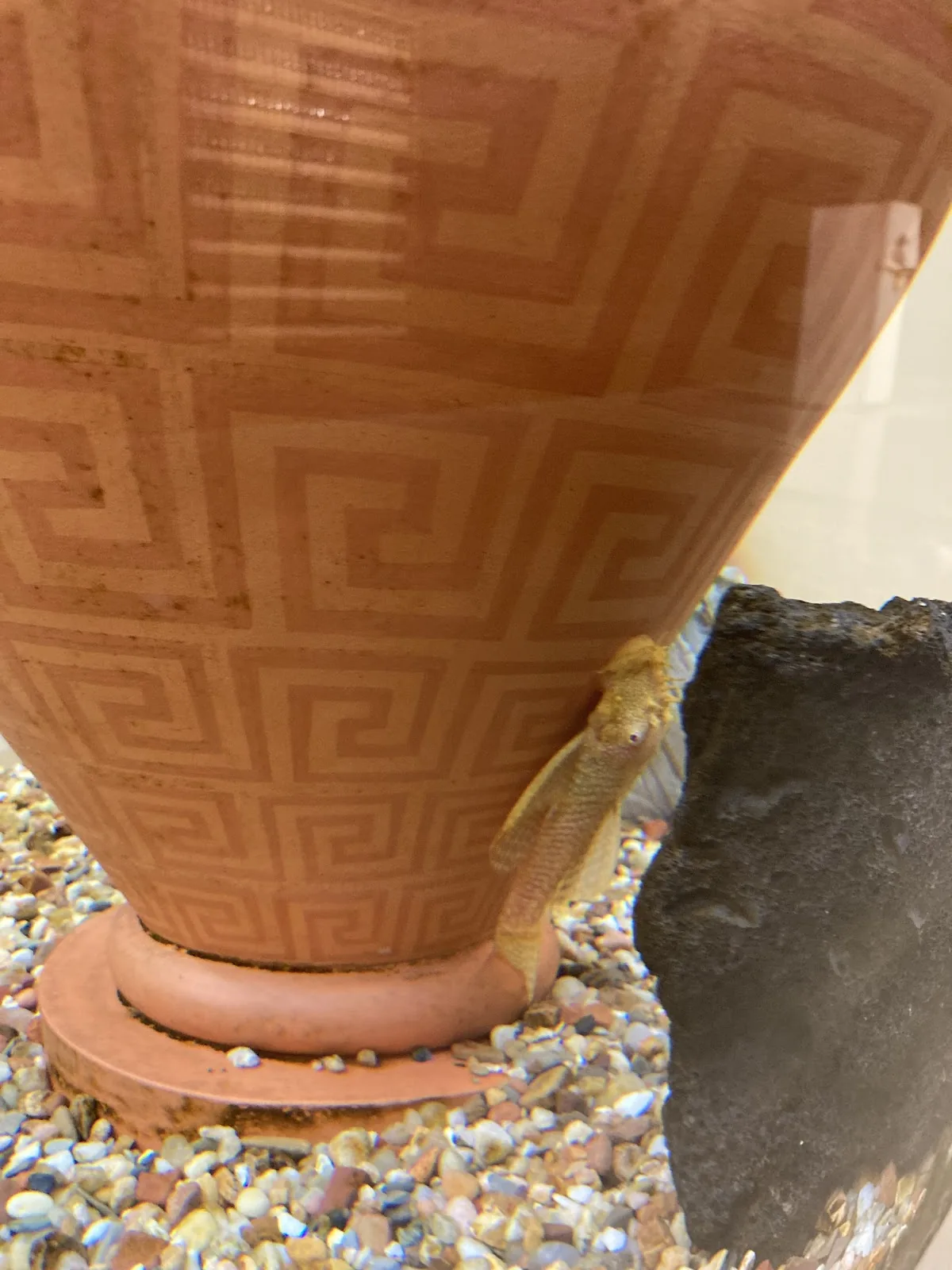 Joseph Dental Group photo 6