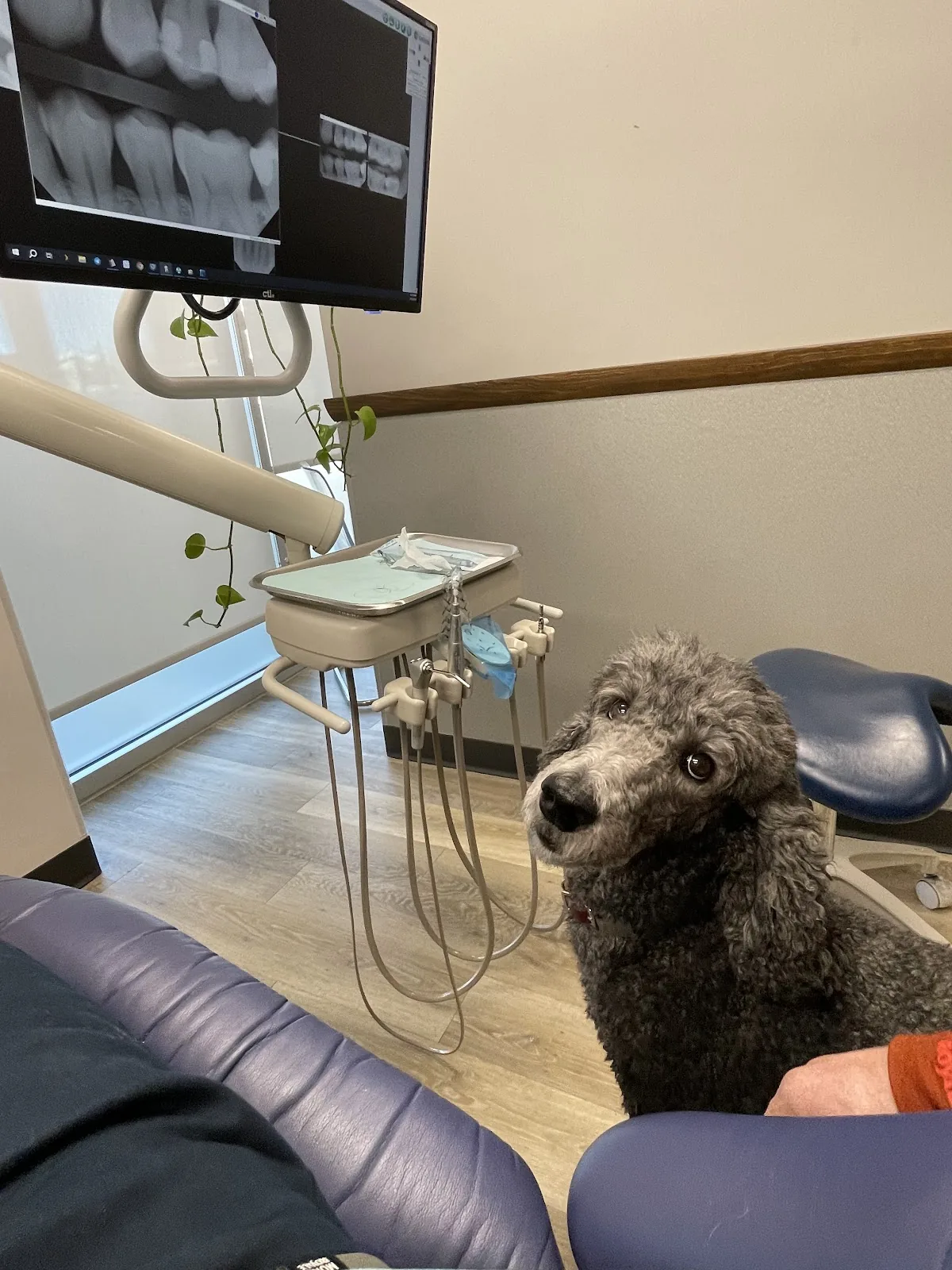 South Shore Dental photo 4