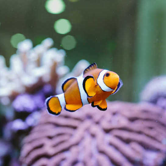 Sydney Dental Health photo 1