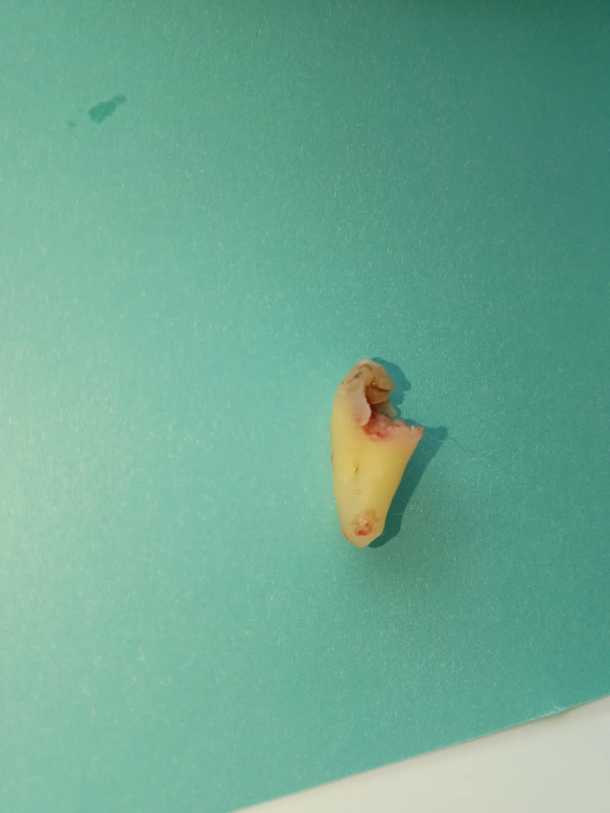 Dadeland Dental Arts photo 4