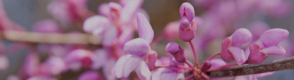 Dental Images of OKC, Dr. Kevin L. Layton, DDS