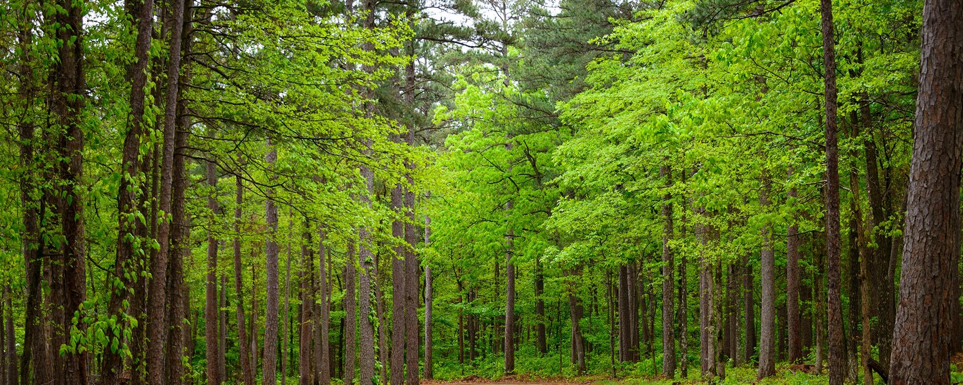 Austin Family Orthodontics photo 1
