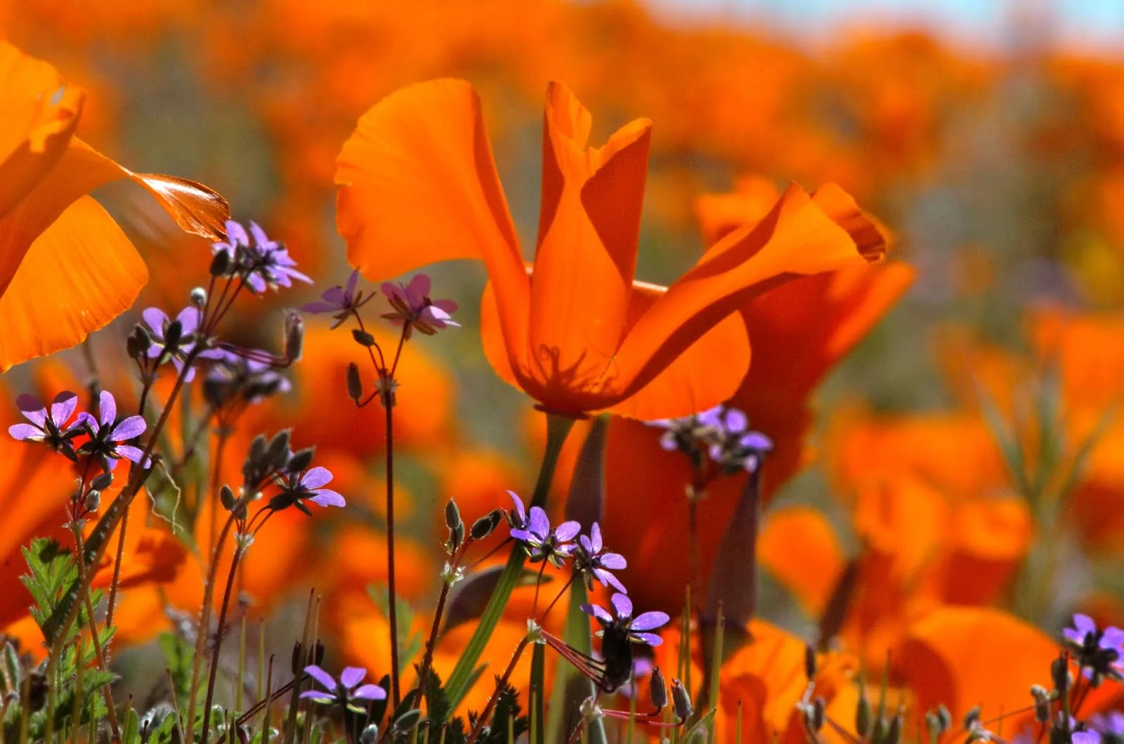 Top 10 Dental Implants in Lancaster California